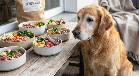 Die besten BARF-Fleischmischungen für Seniorhunde 2026